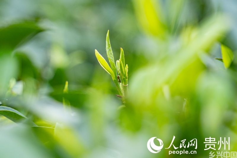 春茶吐新芽。人民网 阳茜摄