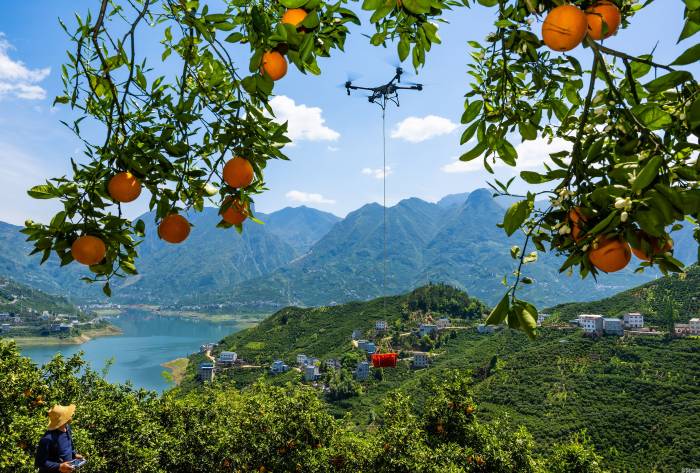 湖北秭归：“花果同枝”春橙飘香(图3)