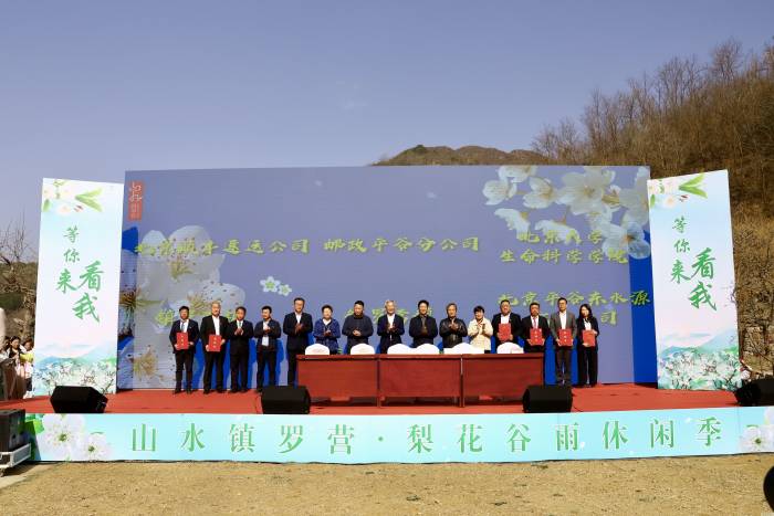 北京平谷镇罗营镇开启梨花谷雨休闲季(图1)