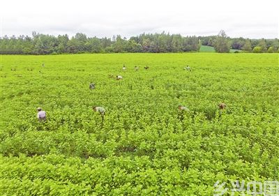 走进龙江森工林区探访转型发展—— 茫茫林海 满满粮仓(图2)