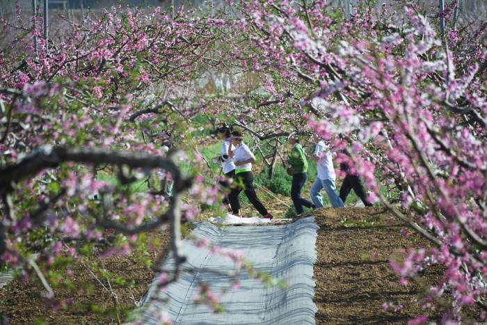 北京：第二十六届北京平谷国际桃花节开幕(图1)
