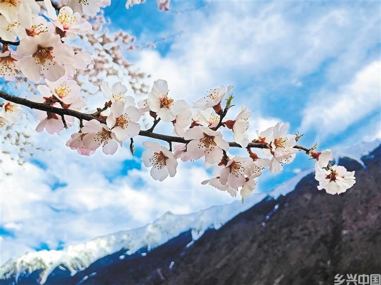 雪山脚下桃花开(图5)