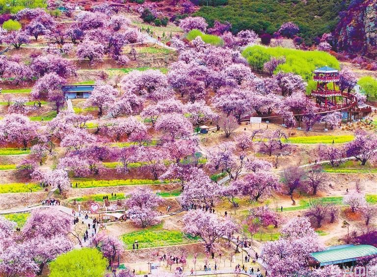 雪山脚下桃花开(图7)