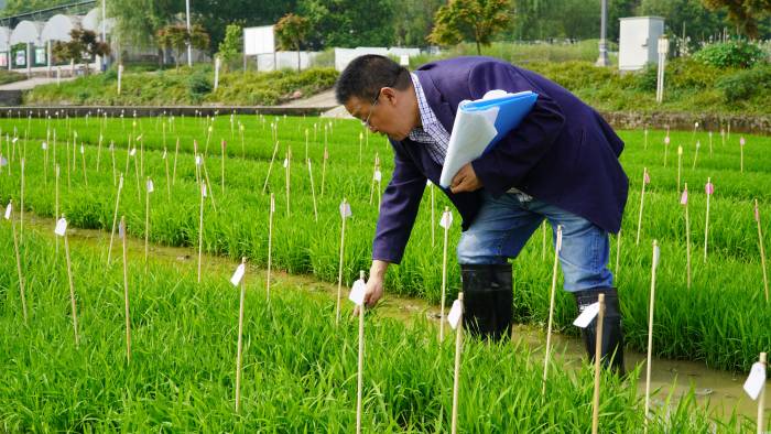 重庆涪陵：育一粒良种 护一方粮安(图2)