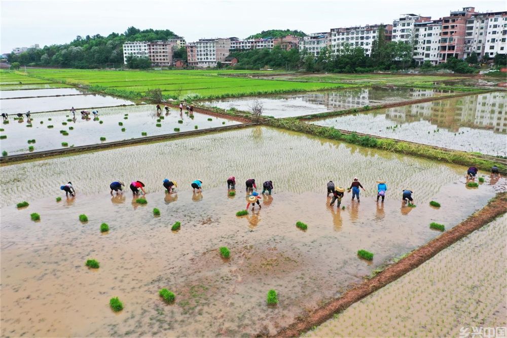 湖南祁东：抢抓农时插秧忙(图1)