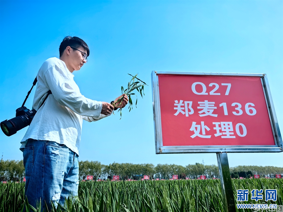 河南延津：管护小麦助高产(图5)