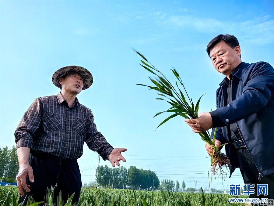 河南延津：管护小麦助高产(图4)