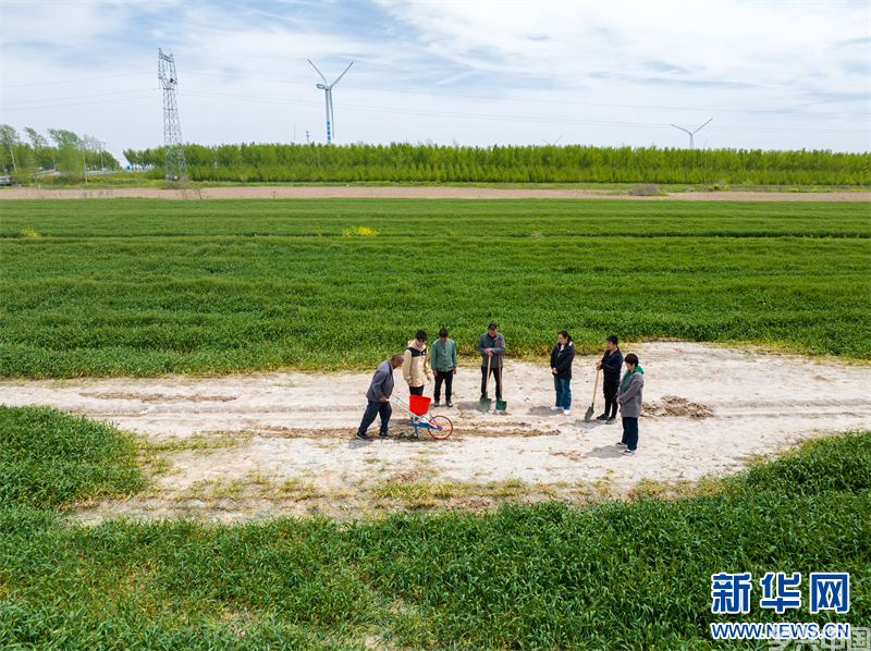 江苏东台：让盐碱地变粮仓、变美景(图2)