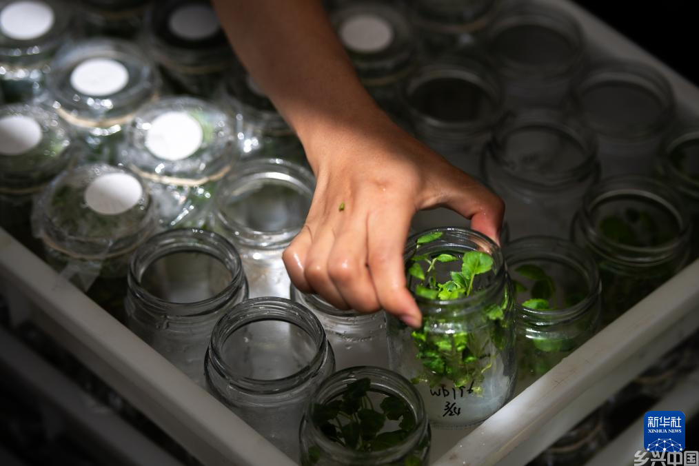 “油菜设计师”，让一粒粒种子开成油菜花海(图15)