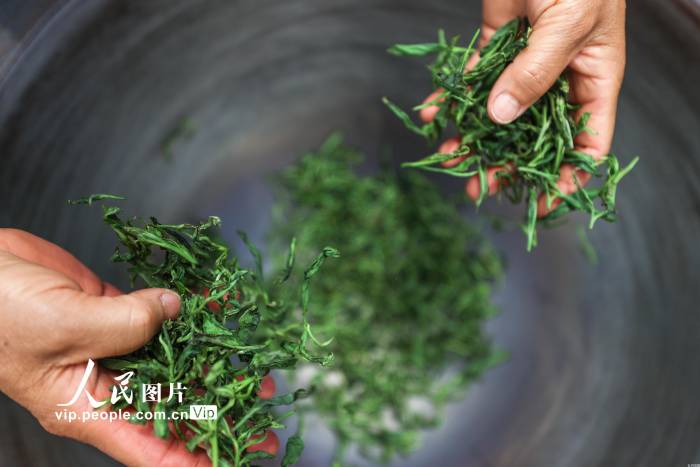 贵州毕节：太极村里赛茶艺【5】