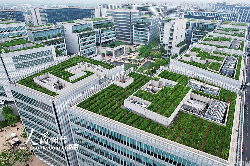 浙江杭州：写字楼顶种出龙井茶 成为城市新景观【3】