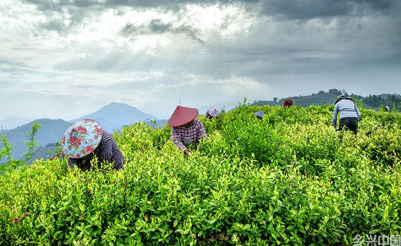 绩溪县上庄镇的高山茶园。章晓璇摄