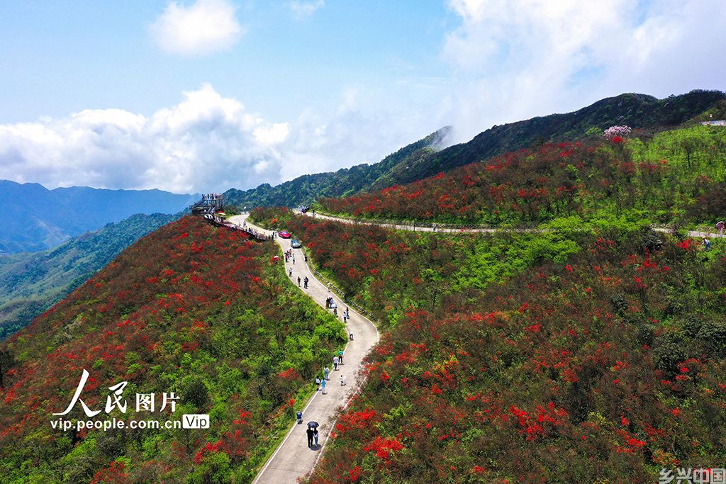 湖南双牌 ：杜鹃花开迎客来【3】