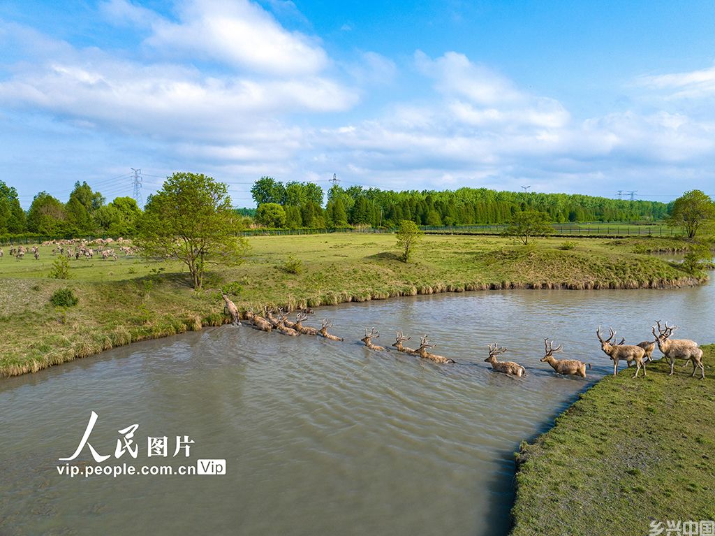 江苏泰州：生态好 麋鹿欢【4】