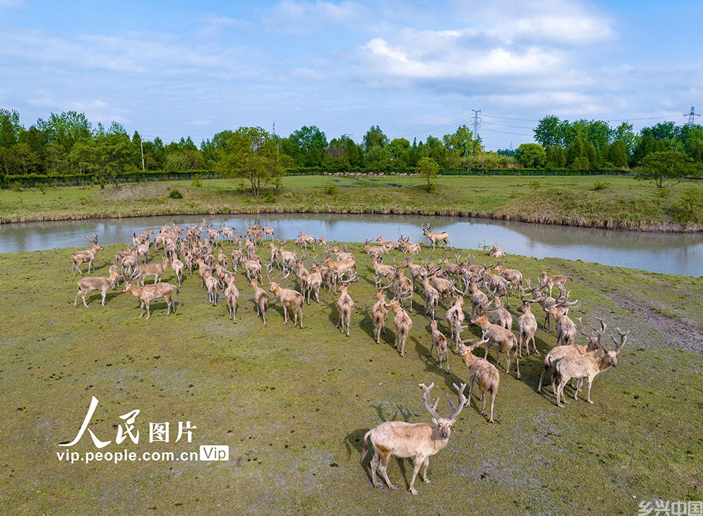 江苏泰州：生态好 麋鹿欢【9】
