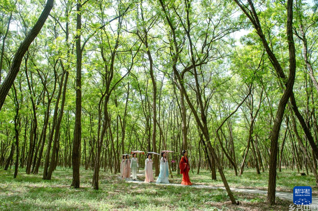 河北枣强：槐花飘香迎客来(图2)