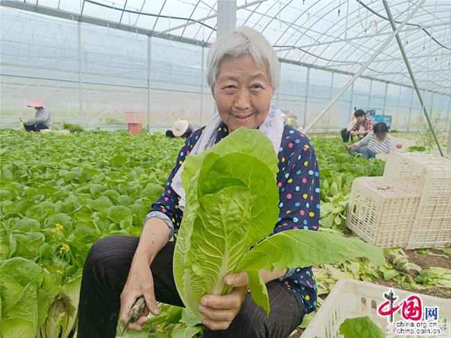 安徽利辛县孙庙乡：毛白菜变身“致富菜”(图2)