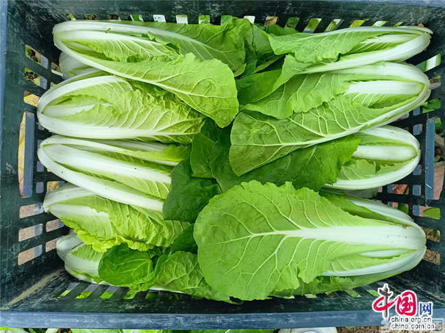 安徽利辛县孙庙乡：毛白菜变身“致富菜”(图3)