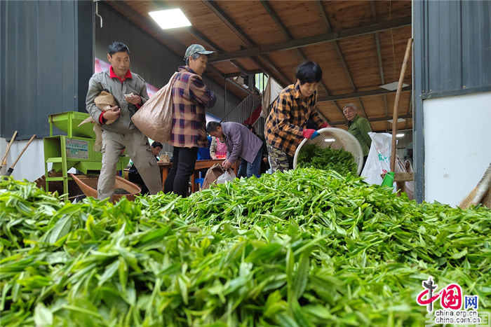 高山云雾茶 一叶成“一业”(图2)