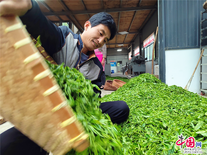 高山云雾茶 一叶成“一业”(图3)