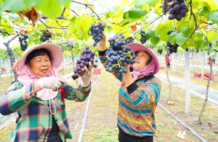 浙江滨海：“巨峰”葡萄开始采摘抢鲜上市(图1)