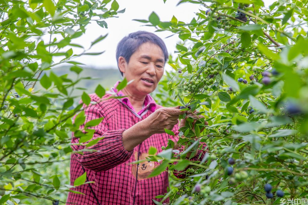 5月9日，村民在重庆市南川区一蓝莓产业基地采摘蓝莓。新华社发（瞿明斌摄）