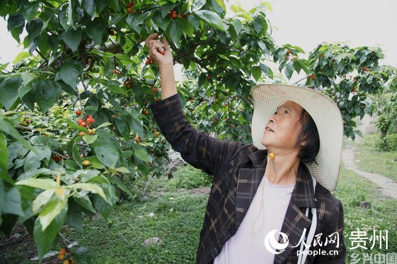 杨红珍在果园里采摘樱桃。人民网 龙章榆摄