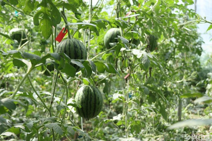 “西瓜镇”的甜蜜生活(图1)