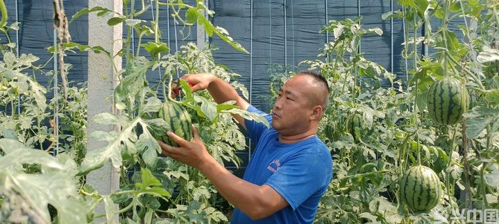 “西瓜镇”的甜蜜生活(图2)