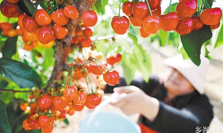 农忙时节(图2)