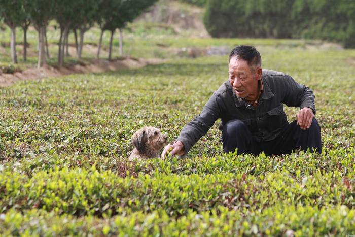 山东青岛：绿茶丰收季 茶农采摘忙(图2)