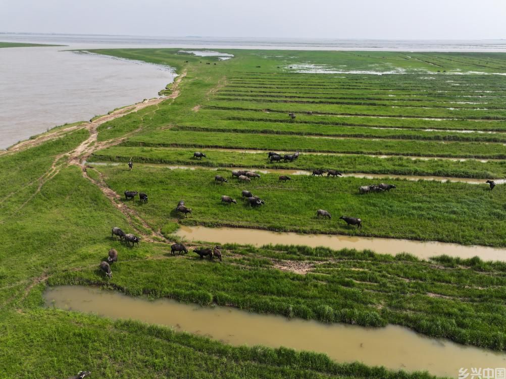围湖造地、圈水养殖……鄱阳湖水域非法矮围何时休？(图3)
