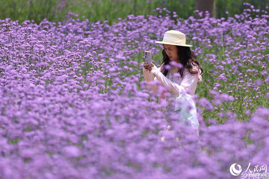 游客用手机拍摄花海美景。人民网记者 陈博摄