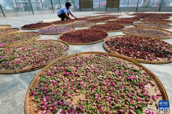 山东即墨：玫瑰花开助力“芳香”经济(图2)