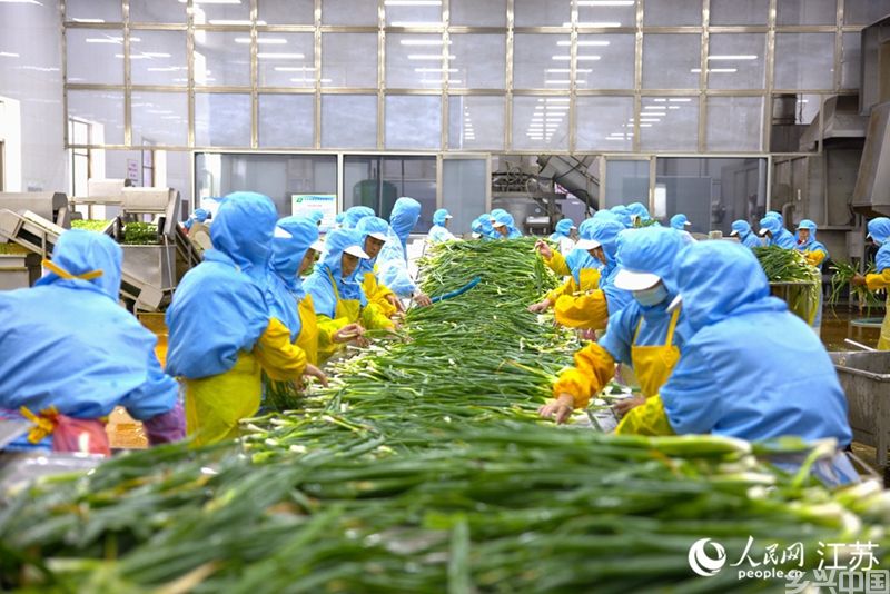 兴化联发食品有限公司加工车间，工人清洗香葱。 人民网范尧 摄