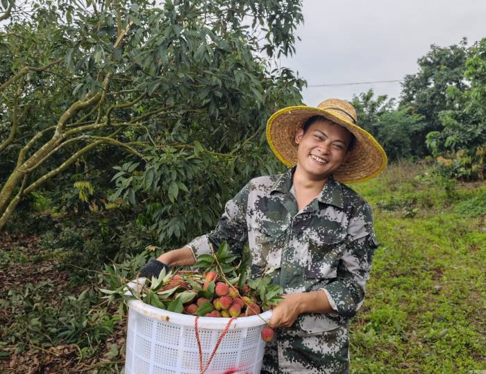 荔枝龙眼产业实现高质量发展面临怎样的机遇和挑战(图1)