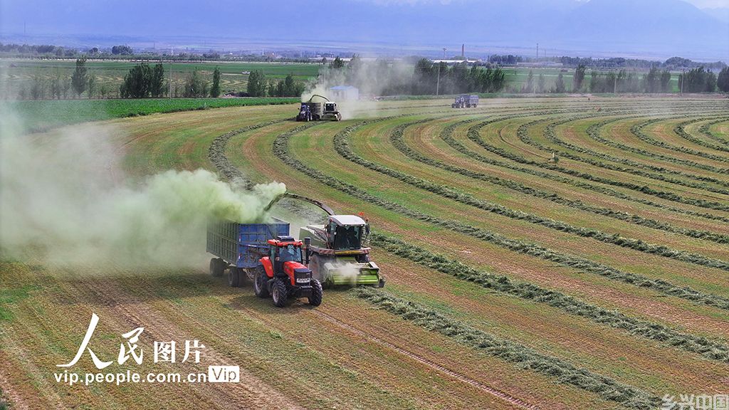甘肃民乐：头茬紫花苜蓿进入收获期【8】