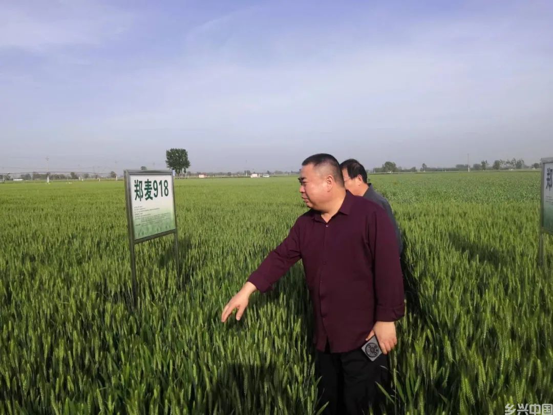 小麦何以大面积单产提升？(图2)