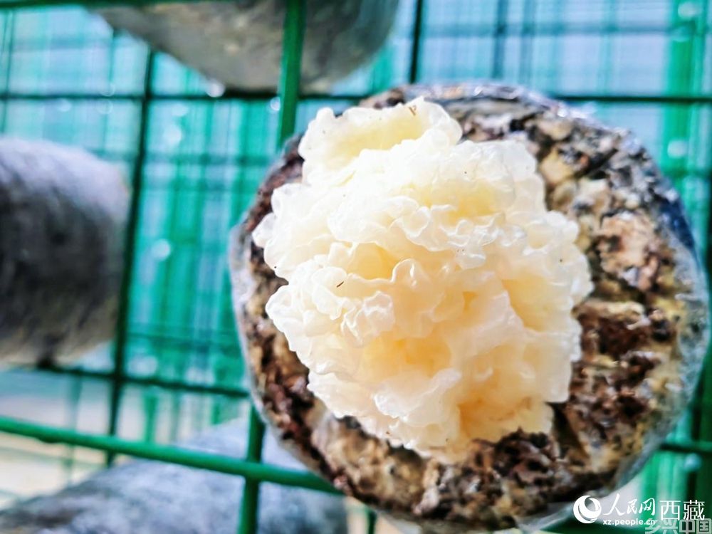 食用菌银耳首次试种成功。人民网 李海霞摄