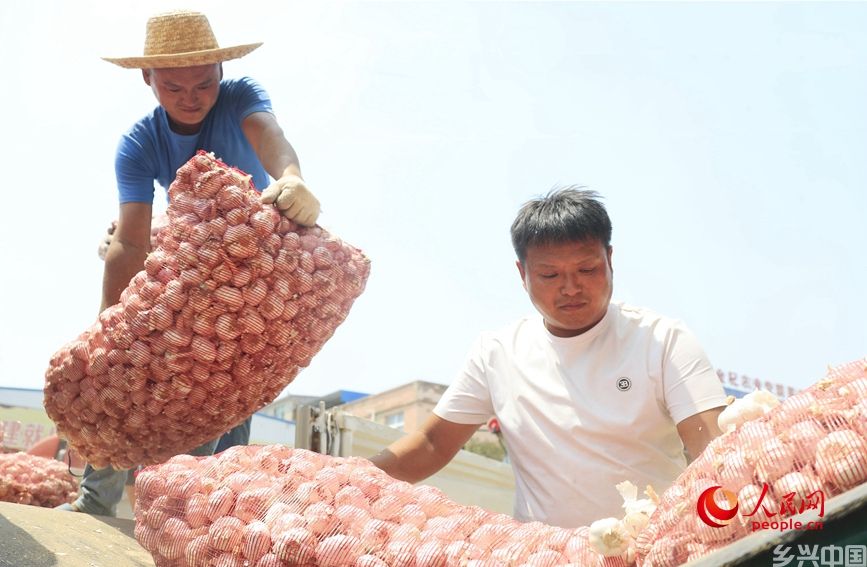 河南杞县大蒜交易市场里，工作人员在紧张地忙碌着。人民网 霍亚平摄