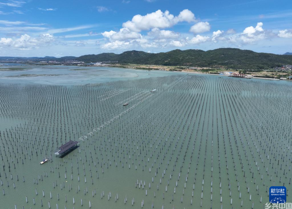 福建：海上光伏电站建设忙(图4)
