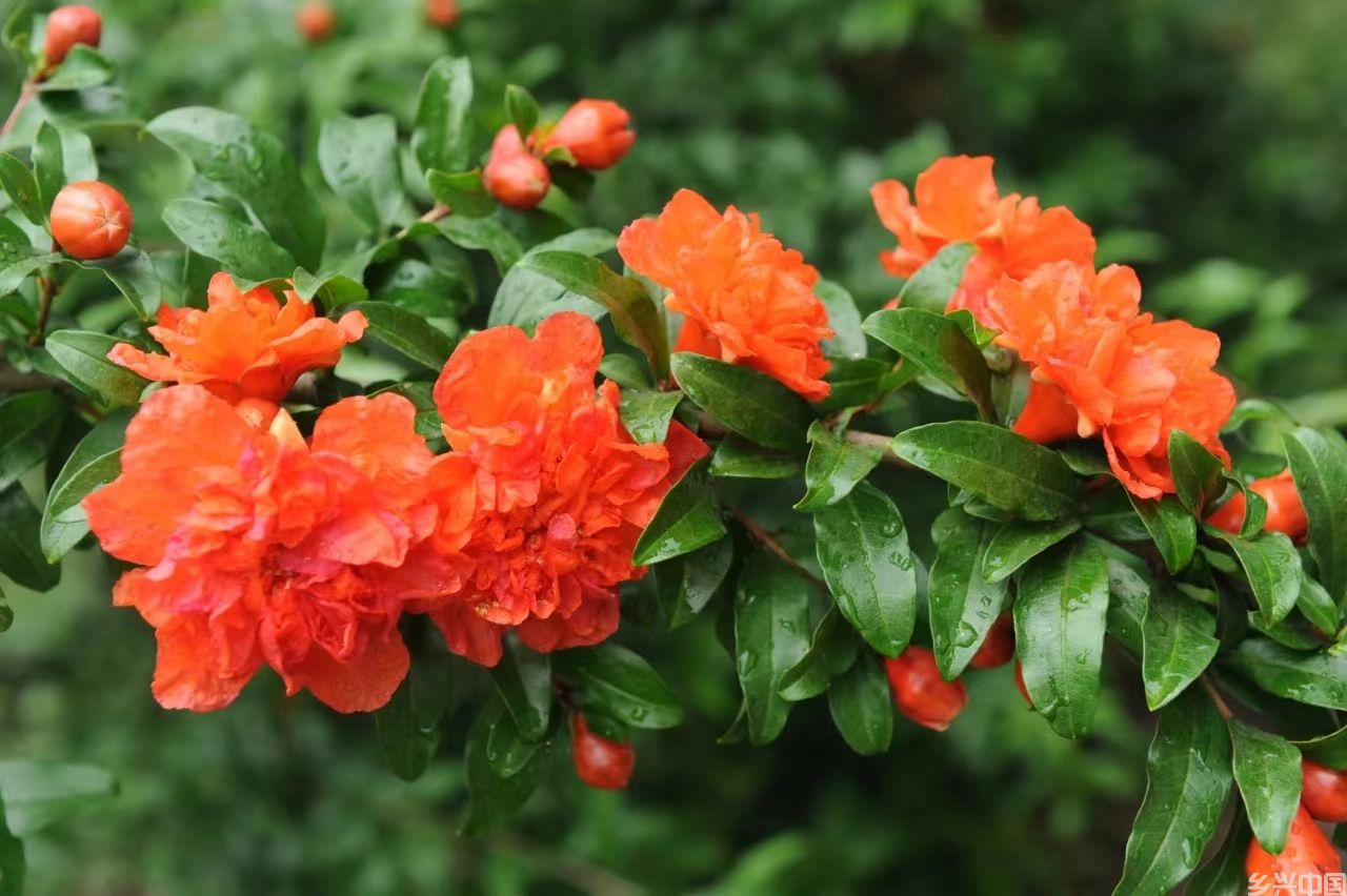 枣庄榴花别样红(图1)
