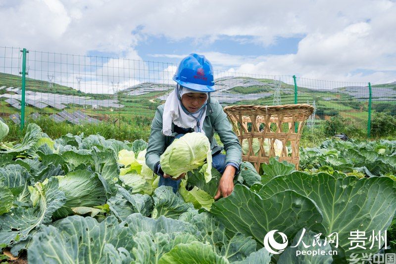 当地农户正在采收光伏板下种植的蔬菜。人民网记者 涂敏摄
