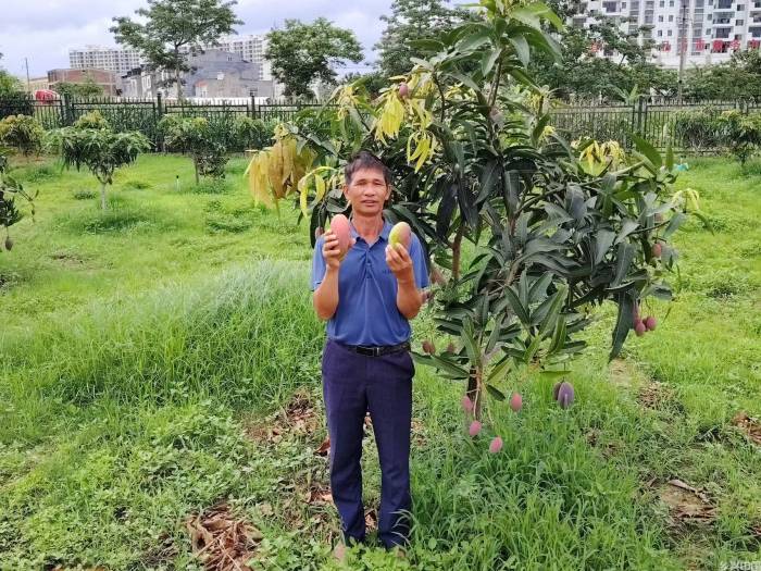 “芒果积聚干热河谷”现象透视(图2)