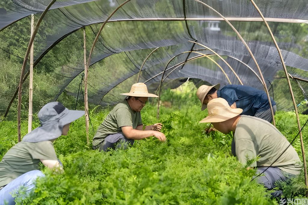 8月7日，在位于重庆市开州区温泉镇乐园村的重庆雪宝山国家级自然保护区崖柏繁育科研基地，工作人员为两年生的崖柏幼苗除草。新华社记者 黄伟 摄
