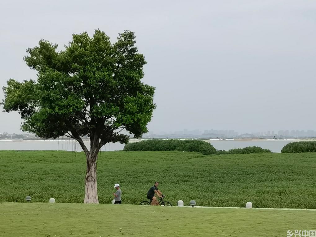 厦门同安湾：滩涂地“变身”滨海旅游浪漫线(图1)