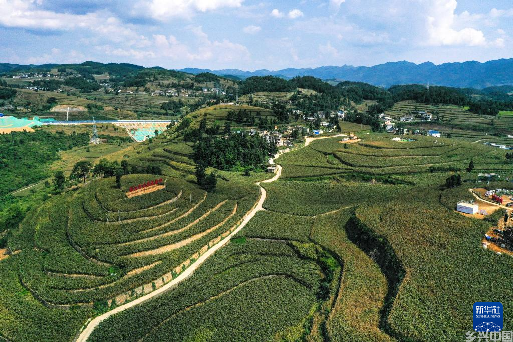 贵州仁怀36万亩高粱进入收获季(图2)