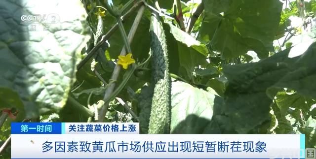 家常菜价格“不家常”？黄瓜批发价涨超40%！还会再涨吗？(图7)