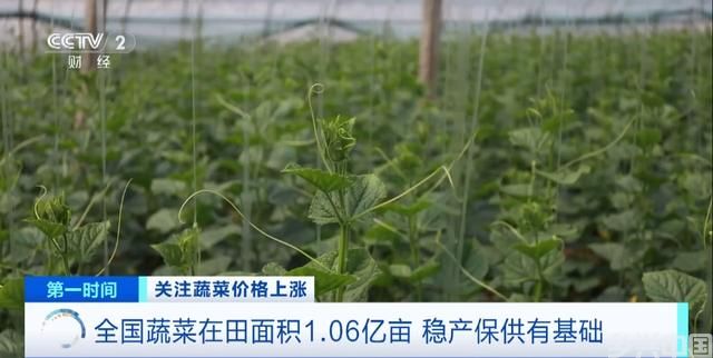 家常菜价格“不家常”？黄瓜批发价涨超40%！还会再涨吗？(图10)