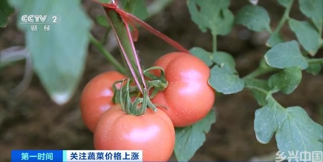 家常菜价格“不家常”？黄瓜批发价涨超40%！还会再涨吗？(图14)